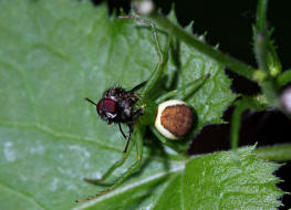 Diaea dorsata / Grne Krabbenspinne / Familie: Krabbenspinnen - Thomisidae / Ordnung: Webspinnen - Araneae