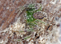 Diaea dorsata / Grne Krabbenspinne / Familie: Krabbenspinnen - Thomisidae / Ordnung: Webspinnen - Araneae / subadultes Mnnchen im berwinterungsquartier unter loser Rinde