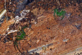 Diaea dorsata / Grne Krabbenspinne / Familie: Krabbenspinnen - Thomisidae / Ordnung: Webspinnen - Araneae / subadulte Mnnchen im berwinterungsquartier unter loser Rinde