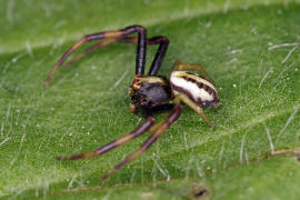 Misumena vatia / Veränderliche Krabbenspinne (Männchen) / Familie: Krabbenspinnen - Thomisidae / Ordnung: Webspinnen - Araneae