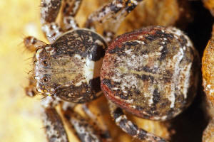 Xysticus lanio / Busch-Krabbenspinne / Wald-Krabbenspinne / Krabbenspinnen - Thomisidae / Ordnung: Webspinnen - Araneae