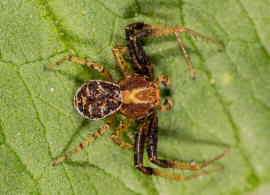 Xysticus ulmi / Sumpfkrabbenspinne / Familie: Krabbenspinnen - Thomisidae / Ordnung: Webspinnen - Araneae