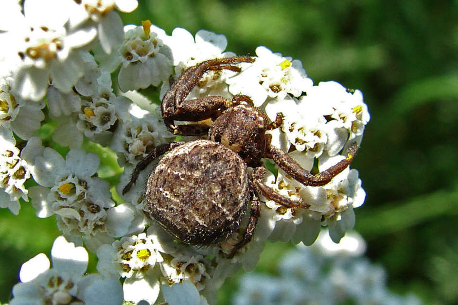 Xysticus acerbus / Krabbenspinne / Familie: Krabbenspinnen - Thomisidae / Ordnung: Webspinnen - Araneae