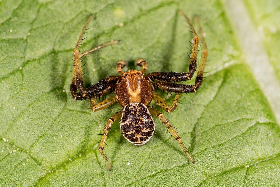 Xysticus lanio / Busch-Krabbenspinne / Wald-Krabbenspinne / Krabbenspinnen - Thomisidae / Ordnung: Webspinnen - Araneae