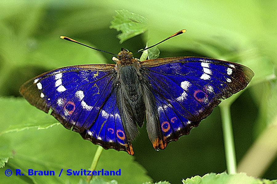 Apatura ilia / Kleiner Schillerfalter / Tagfalter - Edelfalter - Nymphalidae - Apaturinae - Schillerfalter (Foto: R. Braun / Schweiz - vielen Dank!)