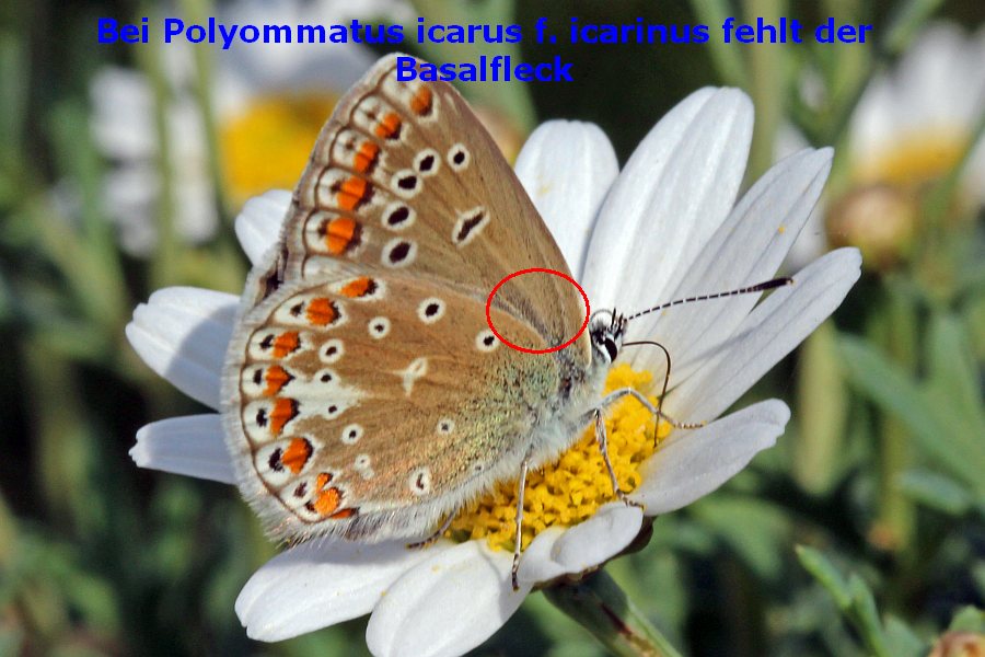 Polyommatus icarus f. icarinus (Foto: Klaus Bohn)