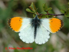 Anthocharis cardamines / Aurorafalter / Tagfalter - Weißlinge - Pieridae- Pierinae (Männchen) - Foto: N. Dorfmüller