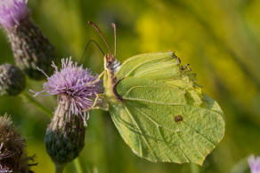 Gonepteryx rhamni / Zitronenfalter / Tagfalter - Weilinge - Pieridae - Coliadinae