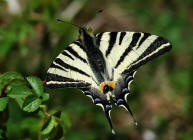 Iphiclides podalirius / Segelfalter / Tagfalter - Ritterfalter - Papilionidae