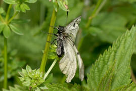 Parnassius mnemosyne (ssp. ariovistus) / Schwarzer Apollo / Tagfalter - Ritterfalter - Papilionidae
