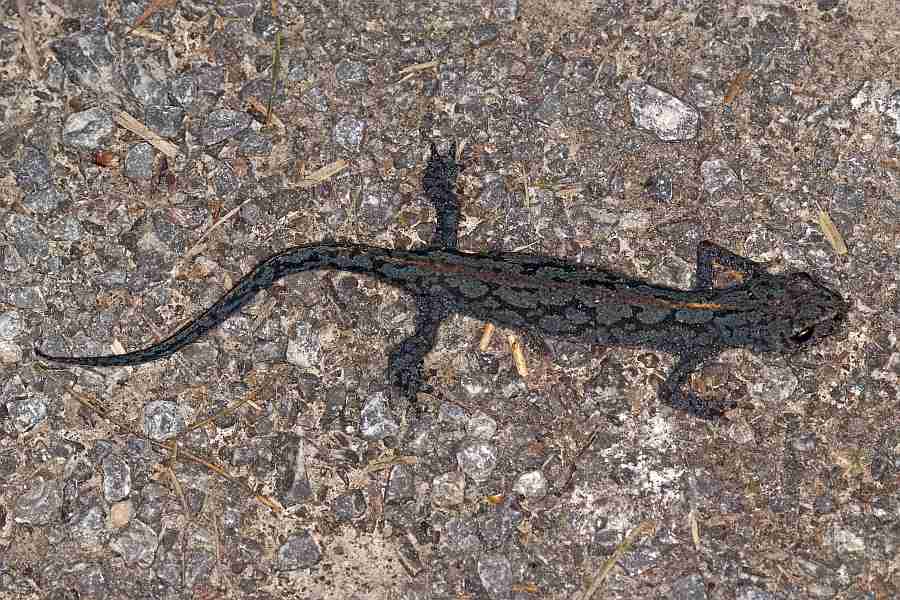 Ichthyosaura alpestris / Bergmolch / Echte Salamander - Salamandridae