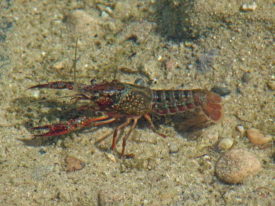 Procambarus clarkii / Roter amerikanischer Sumpfkrebs
