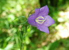 Campanula persicifolia / Pfirsischblättrige Glockenblume