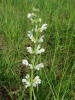 Ein weißblühender Wiesensalbei / Salvia pratensis