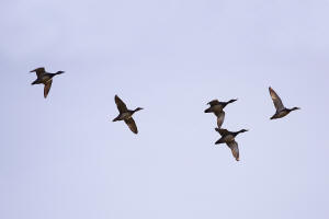 Anas platyrhychnos / Stockente / Entenvgel - Anatidae