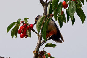 Dendrocopus major / Buntspecht / Spechte - Picidae