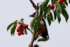 Dendrocopus major / Buntspecht / Spechte - Picidae