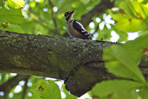 Dendrocopus major / Buntspecht / Spechte - Picidae