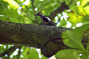 Dendrocopus major / Buntspecht / Spechte - Picidae