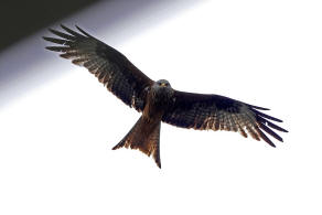 Milvus milvus / Rotmilan / Habichtartige - Accipitridae