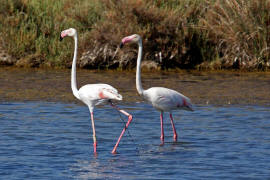 Phoenicopterus roseus / Rosaflamingo / Flamingos -  Phoenicopteridae