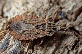 Aradus conspicuus / Groe Rindenwanze / Rindenwanzen - Aradidae