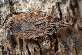 Aradus conspicuus / Groe Rindenwanze / Rindenwanzen - Aradidae