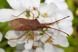 Gonocerus acuteangulatus / Braune Randwanze / Hasel-Randwanze / Randwanzen - Coreidae