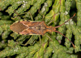 Gonocerus juniperi / Wacholder-Randwanze / Randwanzen - Coreidae