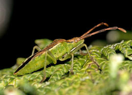 Gonocerus juniperi / Wacholder-Randwanze / Randwanzen - Coreidae