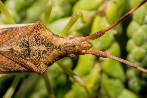 Gonocerus juniperi / Wacholder-Randwanze / Randwanzen - Coreidae