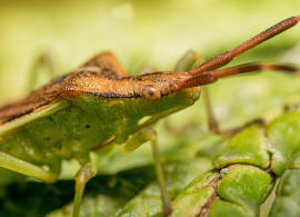 Gonocerus juniperi / Wacholder-Randwanze / Randwanzen - Coreidae