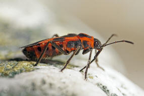 Tropidothorax leucopterus / Schwalbenwurzwanze / Bodenwanzen - Lygaeidae - Lygaeinae