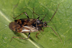 Deraeocoris annulipes / Geringelter Nimrod / Weichwanzen - Miridae