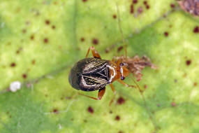 Halticus luteicollis / Gelbhals-Springwanze / Weich-, Blindwanzen - Miridae