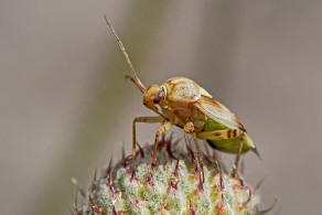 Lygus pratensis / Gemeine Wiesenwanze / Weichwanzen - Miridae