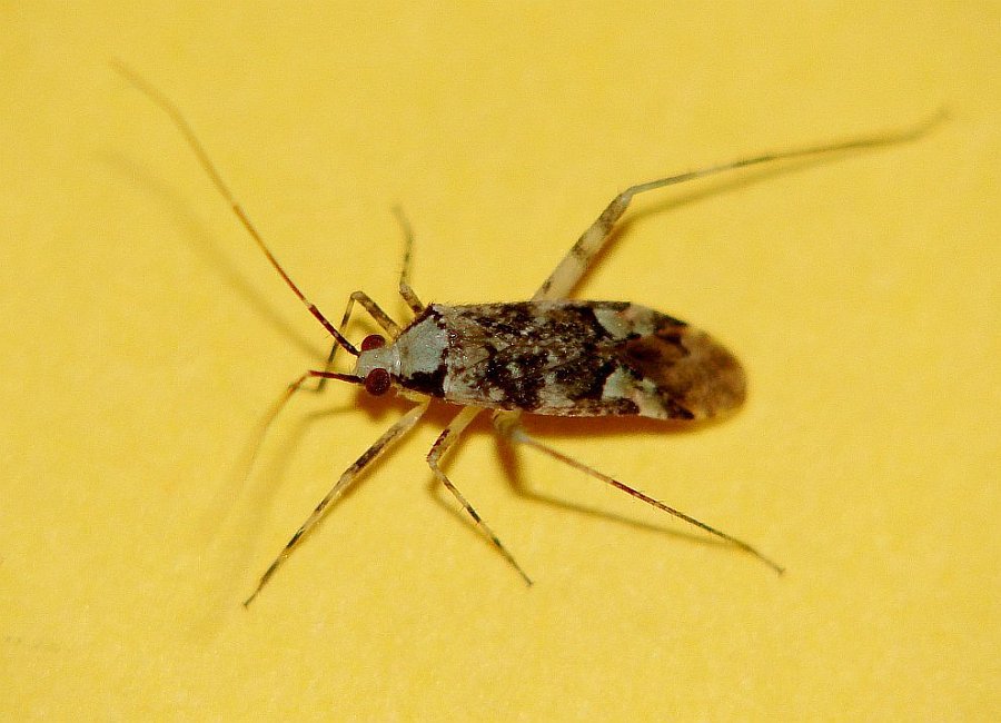 Phytocoris tiliae / Gesäumte Laubwanze / Weichwanzen - Miridae