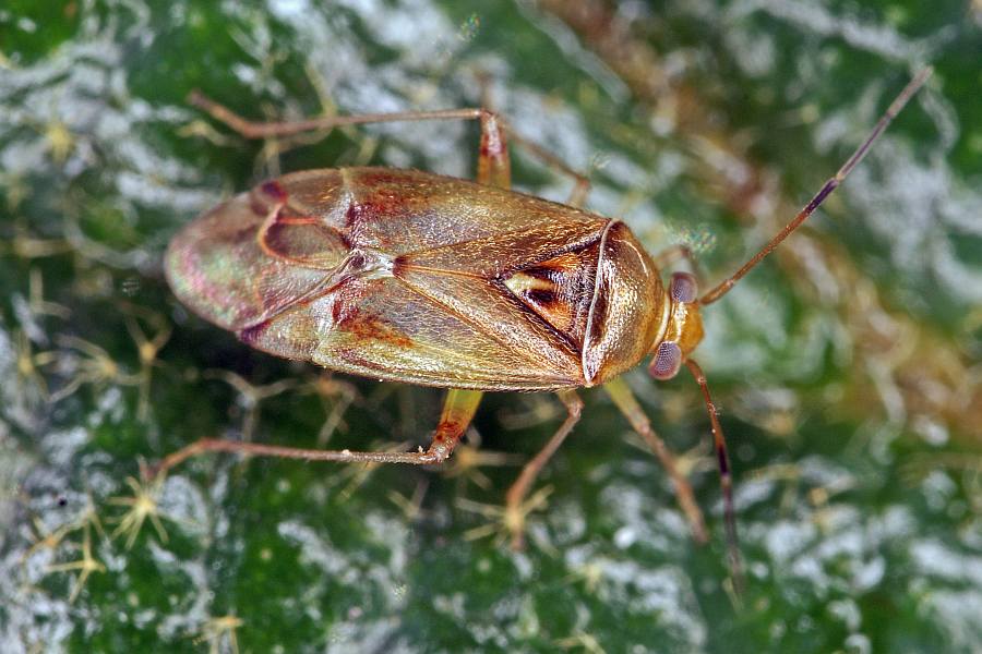 Pinalitus cervinus / Braungelber Fax / Weichwanzen - Miridae