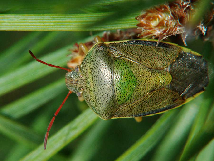 Piezedorus lituratus / Ginsterwanze / Familie: Baumwanzen - Pentatomidae / Ordnung: Schnabelkerfe - Hemiptera / Unterordnung: Wanzen - Heteroptera