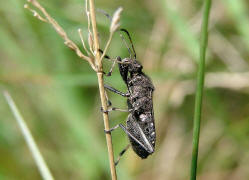 Alydus calcaratus / Rotrückiger Irrwisch / Krummfühlerwanzen - Alydidae