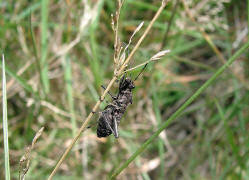 Alydus calcaratus / Rotrückiger Irrwisch / Krummfühlerwanzen - Alydidae