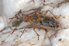 Liorhyssus hyalinus / Ohne deutschen Namen / Glasflügelwanzen - Rhopalidae 