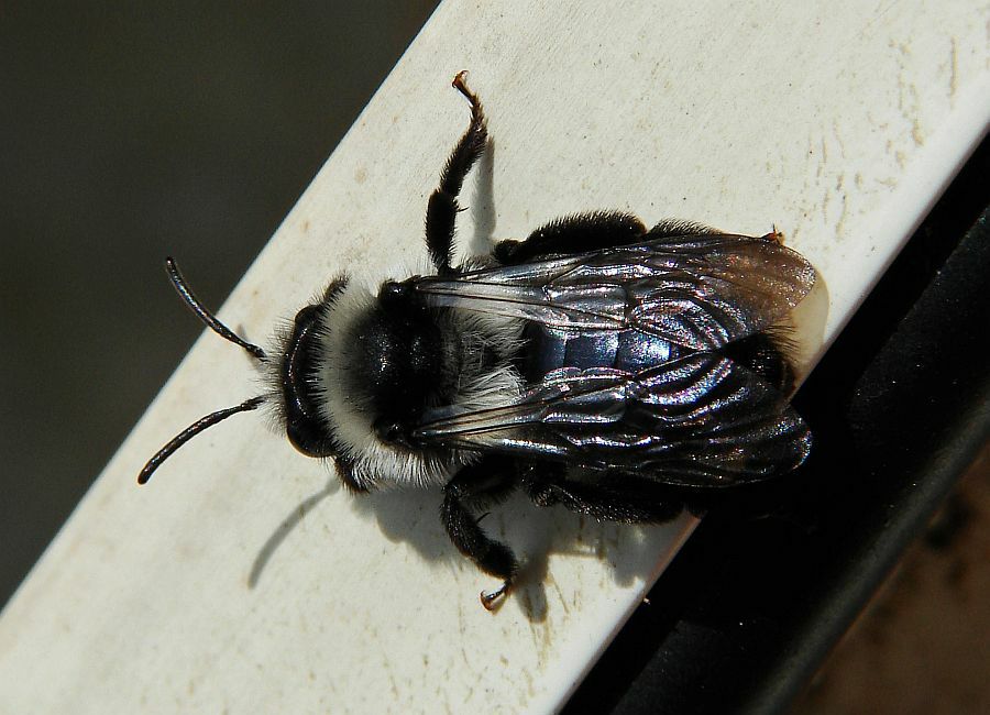 Andrena cineraria / Grauschwarze Düstersandbiene / Andreninae (Sandbienenartige)