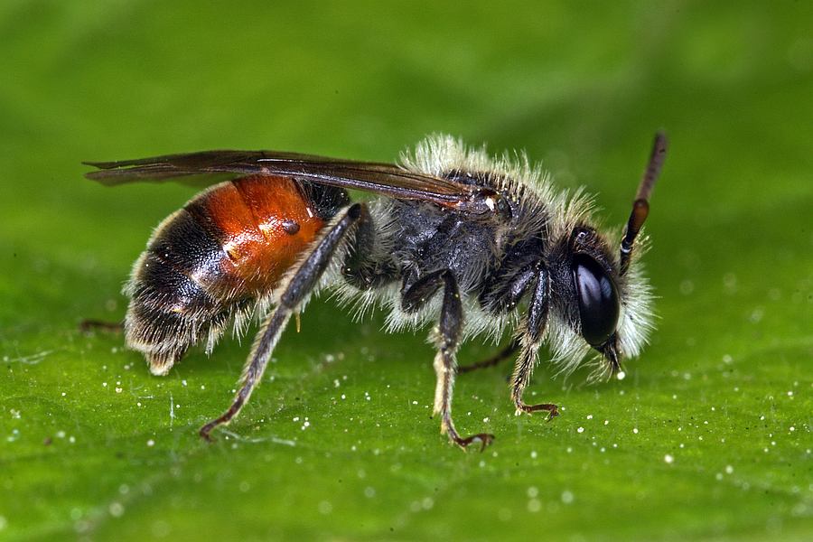 Andrena labiata / Rote Ehrenpreis-Sandbiene / Andreninae (Sandbienenartige) / Hautflügler - Hymenoptera