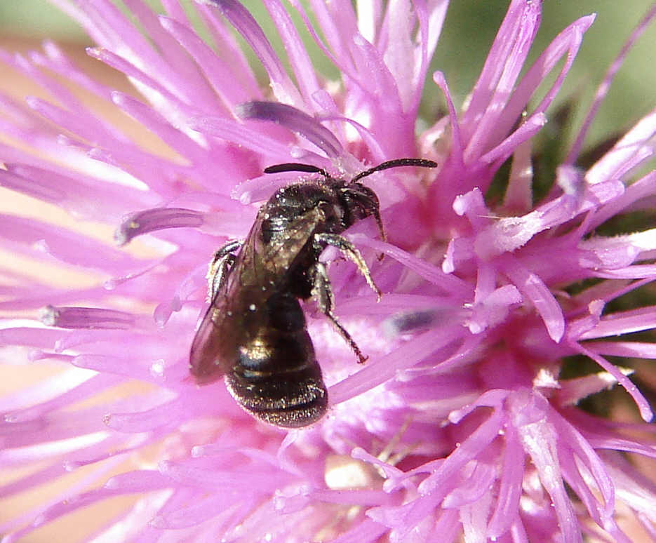 Ceratina cyanea / Blaue oder Gewöhnliche Keulhornbiene / Apinae (Echte Bienen) / Ordnung: Hautflügler - Hymenoptera