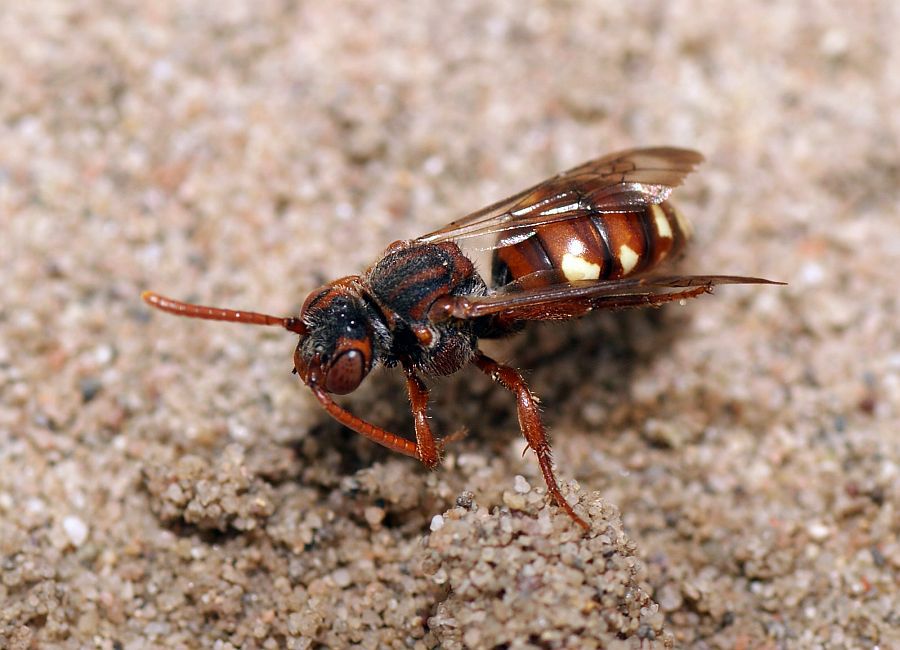 Nomada alboguttata / Weißfleckige Wespenbiene / Apinae - Echte Bienen / Ordnung: Hautflügler - Hymenoptera