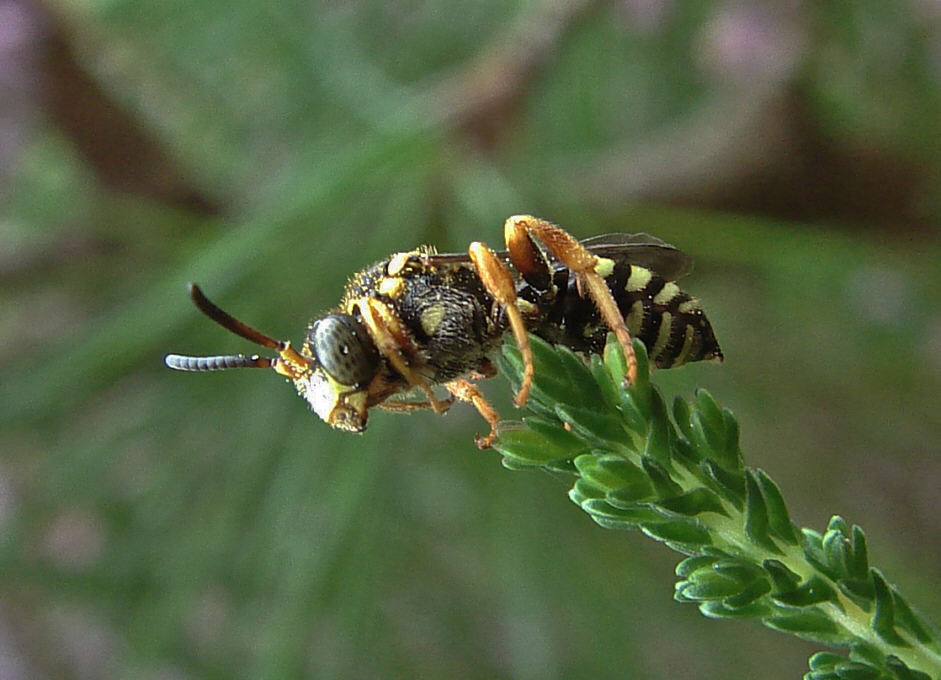 Nomada rufipes / Heide-Wespenbiene / Apinae (Echte Bienen) / Ordnung: Hautflügler - Hymenoptera