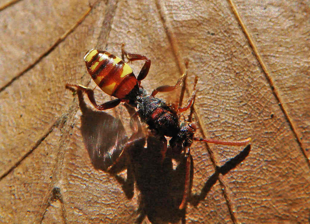 Nomada spec. / Unbestimmte Wespenbienen / Apinae (Echte Bienen)