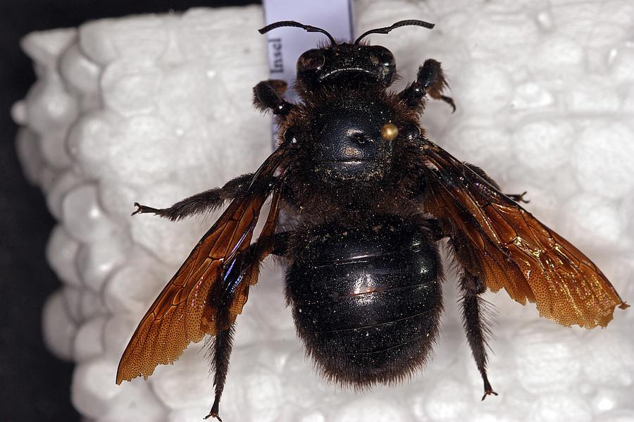 Xylocopa valga / Schwarzfühler Holzbiene / Östliche Holzbiene / Apinae - Echte Bienen / Hautflügler - Hymenoptera