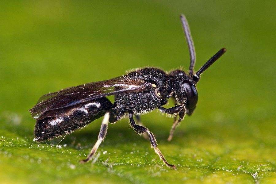 Hylaeus communis / Gewöhnliche Maskenbiene / Colletinae - "Seidenbienenartige" / Ordnung: Hautflügler - Hymenoptera